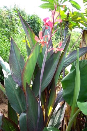 Canna Bird of Paradise